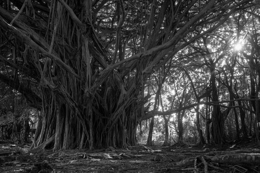 Banyan Tree