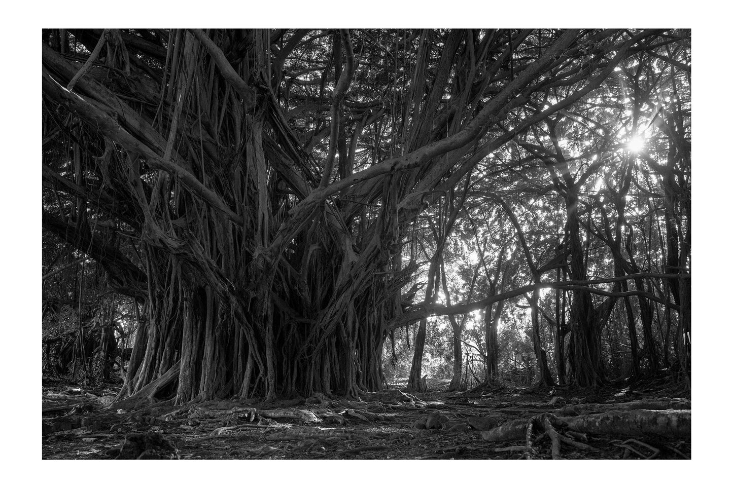 Banyan Tree