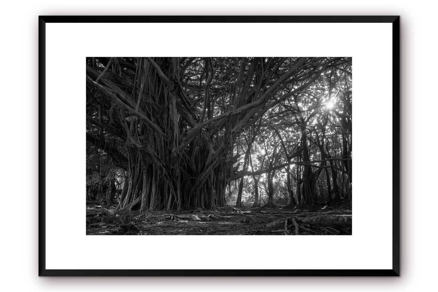 Banyan Tree