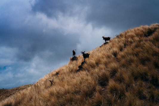 Mountain Goats