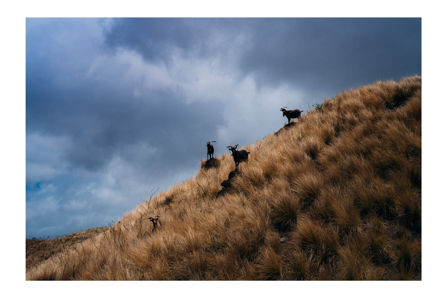 Mountain Goats