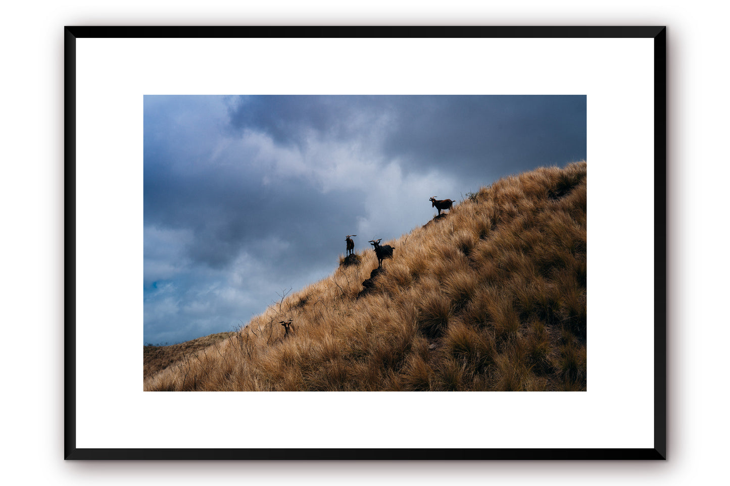 Mountain Goats